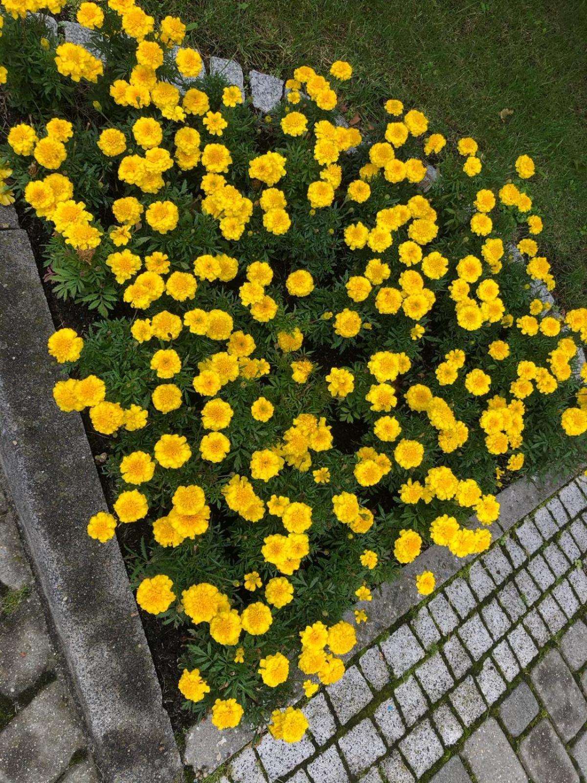 Apartament Z Widokiem Na Czantorie W Zeta Park ウストロン エクステリア 写真